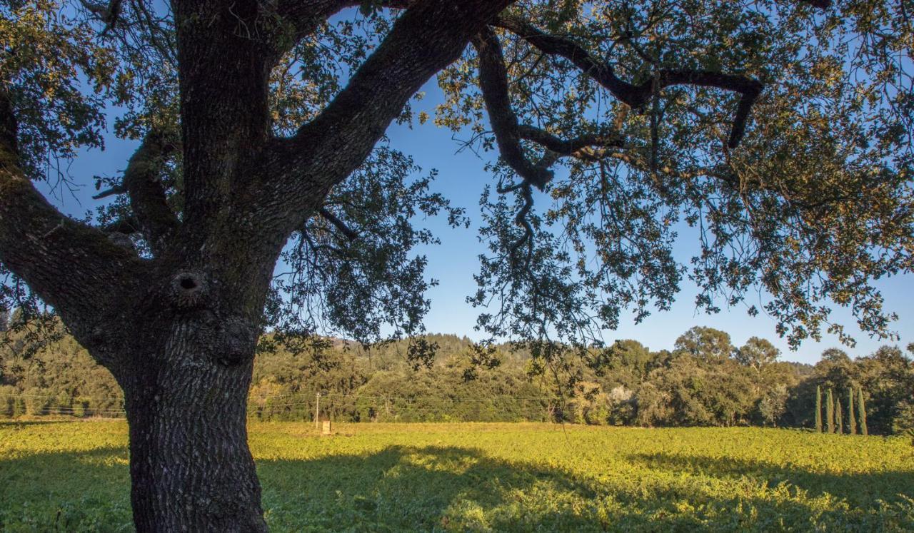 Wine Country Inn Napa Valley St. Helena Exterior foto
